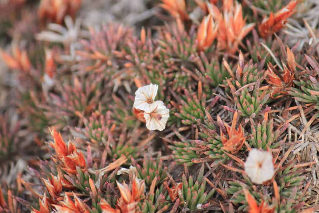 Doğa Korumada İnsan Psikolojisinin Rolü ve Bitki Çeşitleri.